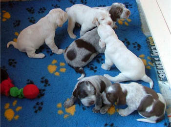 Puppies Cato 3 wkn 117