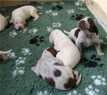 10_Puppies Ninna 2-3 weken-1