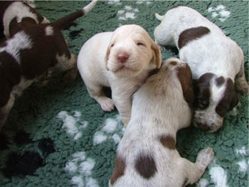 11_Puppies Ninna 2-3 weken-2