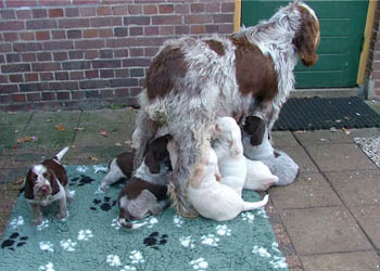 14_Puppies Ninna 1-11-2005-1 004