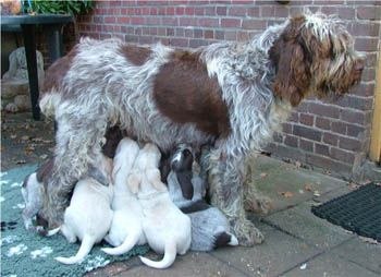 15_Puppies Ninna 1-11-2005 001