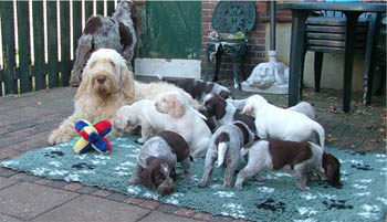 16_Puppies Ninna 1-11-2005 met Ludo-1 018