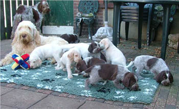 17_Puppies Ninna 1-11-2005 met Ludo-2 019