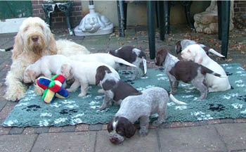 18_Puppies Ninna 1-11-2005 met Ludo 016