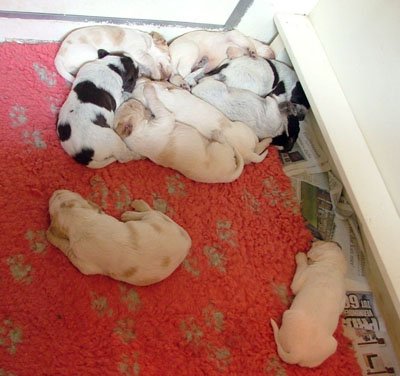 11Puppies Floortje slapen 7-06-2010