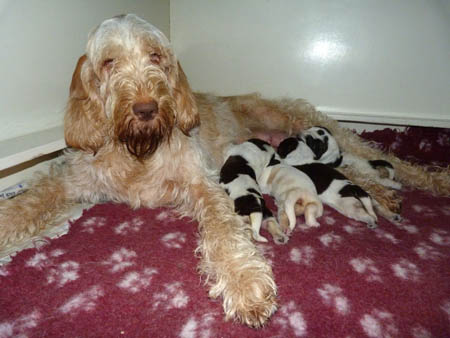 03Anna en garm Anna met puppies 21-12-11