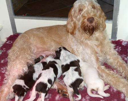 10Anna met haar puppies 27-12-2011