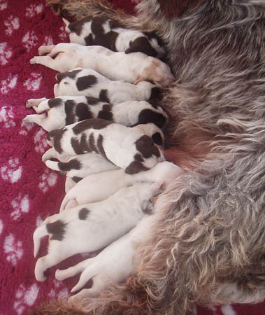 15PuppiesFientjeThomas27-01-2011