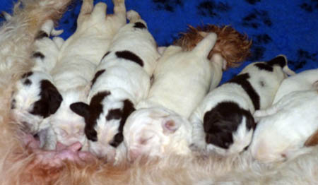 02Puppies Lisa 3-02-2011