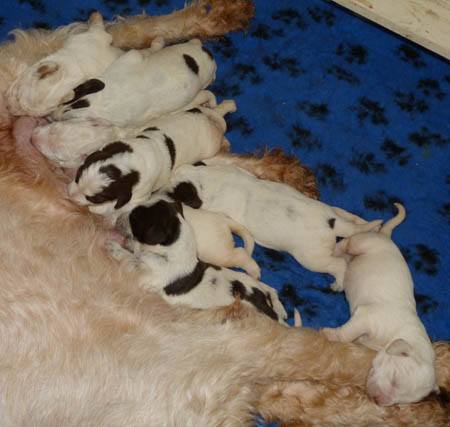 14Puppies Lisa 03-2-2011