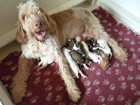 06 Isabel-Reno-puppies 27-02-2012