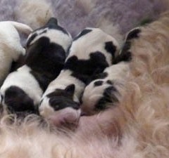 01Puppies-Anna-en-Garm-13-12-11