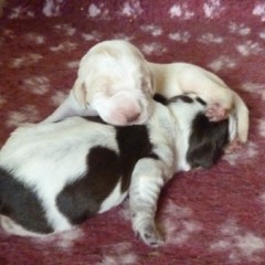 02Puppies-2-Anna-en-Garm-20-12-11