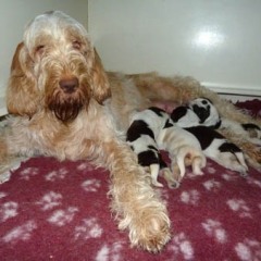 03Anna-en-garm-Anna-met-puppies-21-12-11