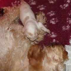 08Puppie-Basil-21-12-2011