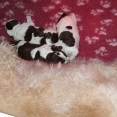 09Puppies-Anna-2-bruine-zusjes-en-hun-broertje-21-12-2011