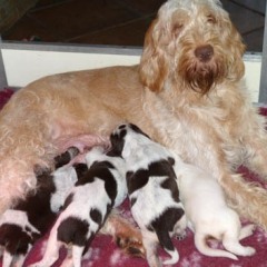 10Anna-met-haar-puppies-27-12-2011