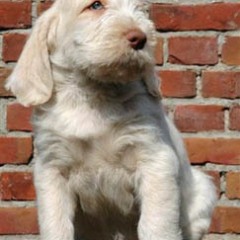 2004-isaura-barry-16