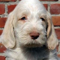 2004-isaura-barry-17