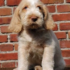 2004-isaura-barry-19