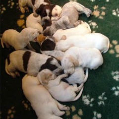 2004-isaura-barry-24