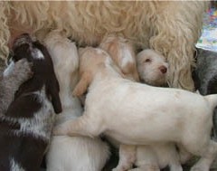 2004-isaura-barry-25