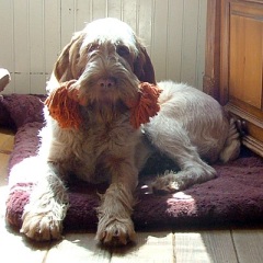 bram11