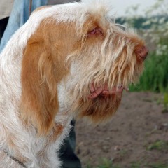 bram13