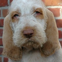 bram2