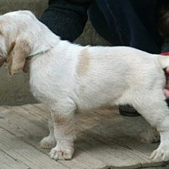 bram6