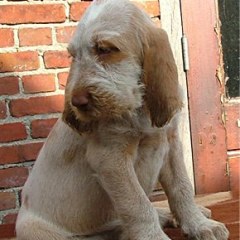 bram7