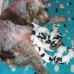 02Puppies-Keetie-en-Barry3-4-