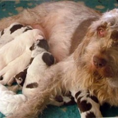 04Keeties-puppies-11-12-07-1