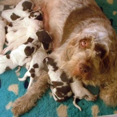 05Keeties-puppies-11-12-07-2