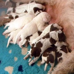 07Keeties-puppies-11-12-07-4