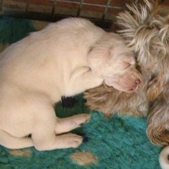 08Puppies-Keetie-27-12-07