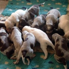 09-Puppies-keetie-27-12-07