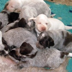 12Puppies-Keetie-en-Barry-27-12-07
