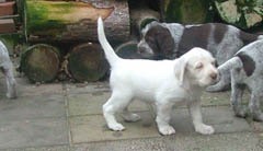 26puppies-Keetie-en-Barry-5-weken-7-01-08