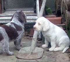 27-2-puppies-7-01-08