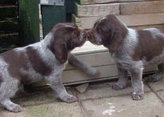 28-2-w-br-teefjes-7-01-08