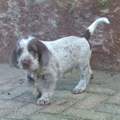 32Enzo-16-1-08