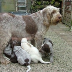 36Keeties-puppies-7-01-08