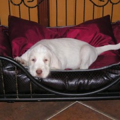 37Luca-12-1-08