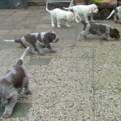 40Puppies-Keetie-5-weken-7-01-08