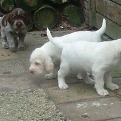 41Puppies-Keetie-5-weken-701-08