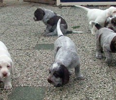 43Puppies-Keetie-5-weken-7-01-08