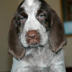44Amber-22-1-08
