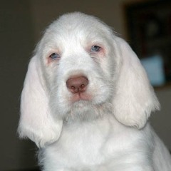 48Luca-22-1-08