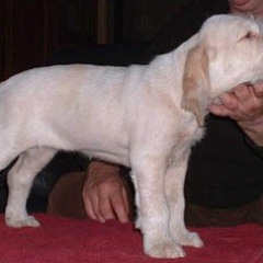 Lola-22-01-04